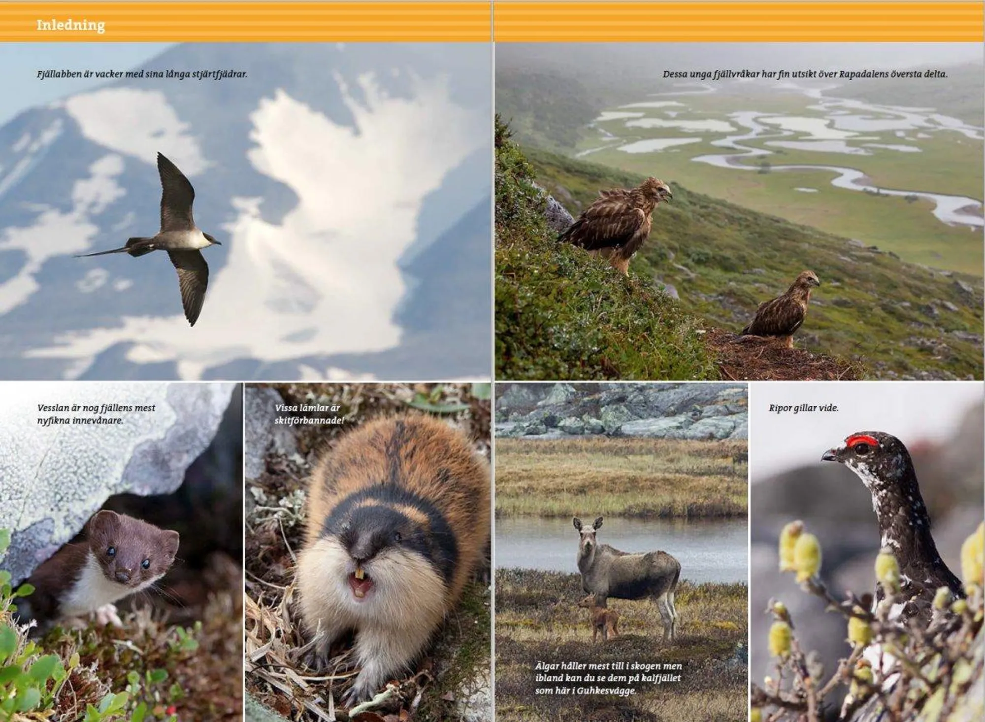 Post from "Fjällvandra in Sarek" featuring maps, route descriptions, and photographs