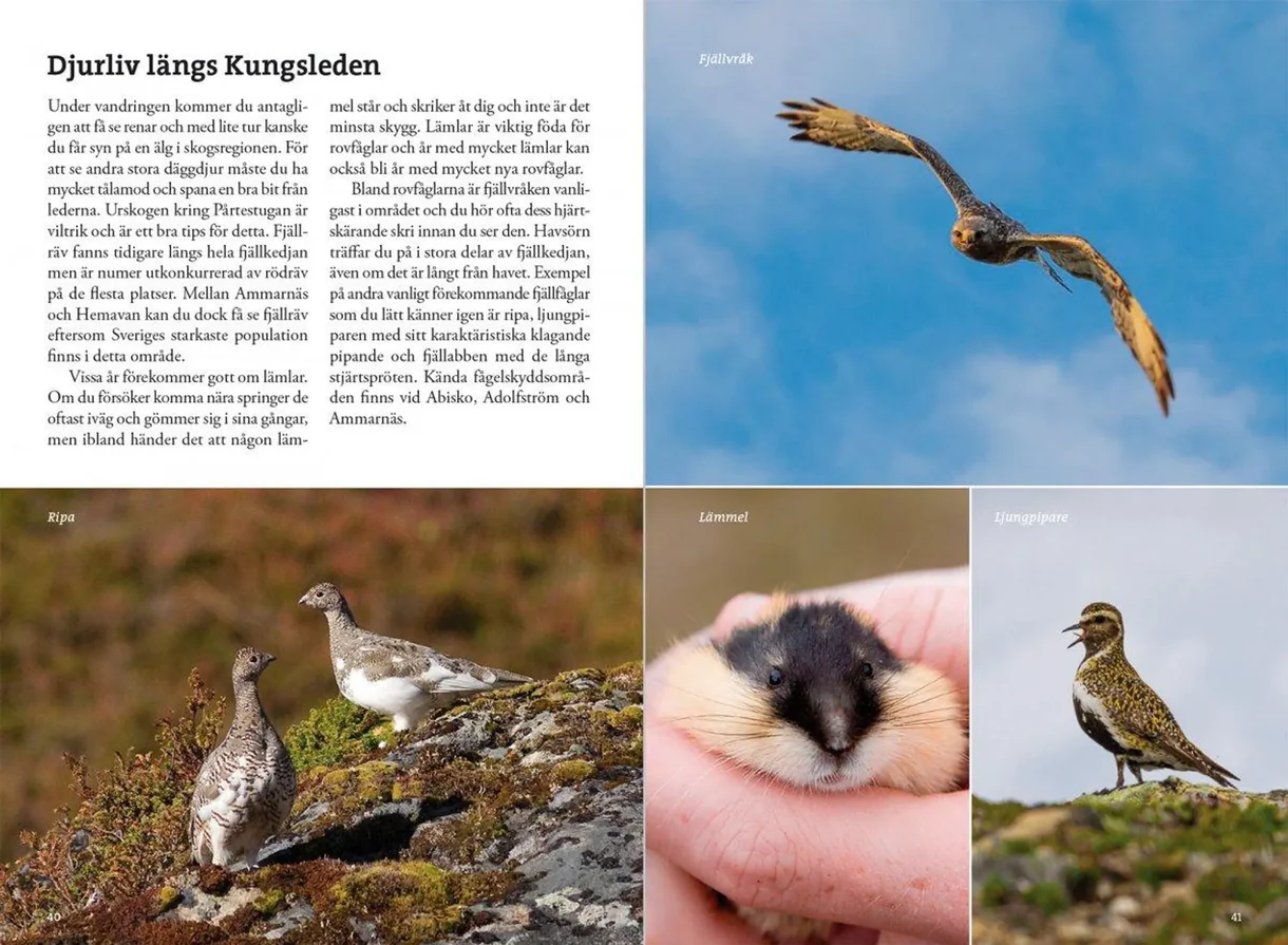 Excerpts from the guidebook *Hiking in the Mountains Along the Kungsleden* with maps and route descriptions