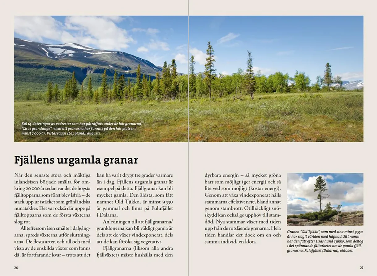Oppslag fra Flora för fjällvandrare med plantebilder og artsbeskrivelser