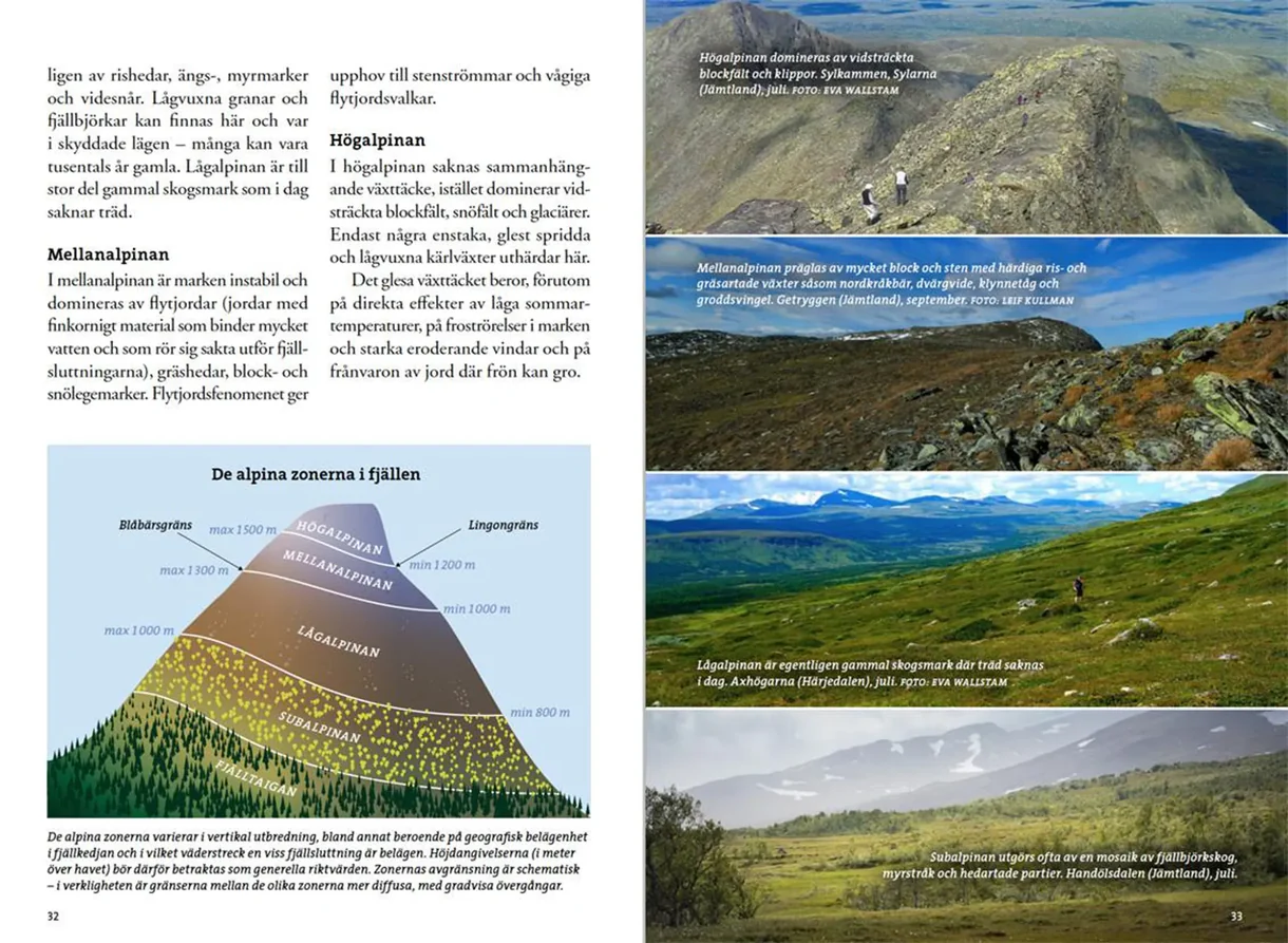 Oppslag fra Flora för fjällvandrare med plantebilder og artsbeskrivelser