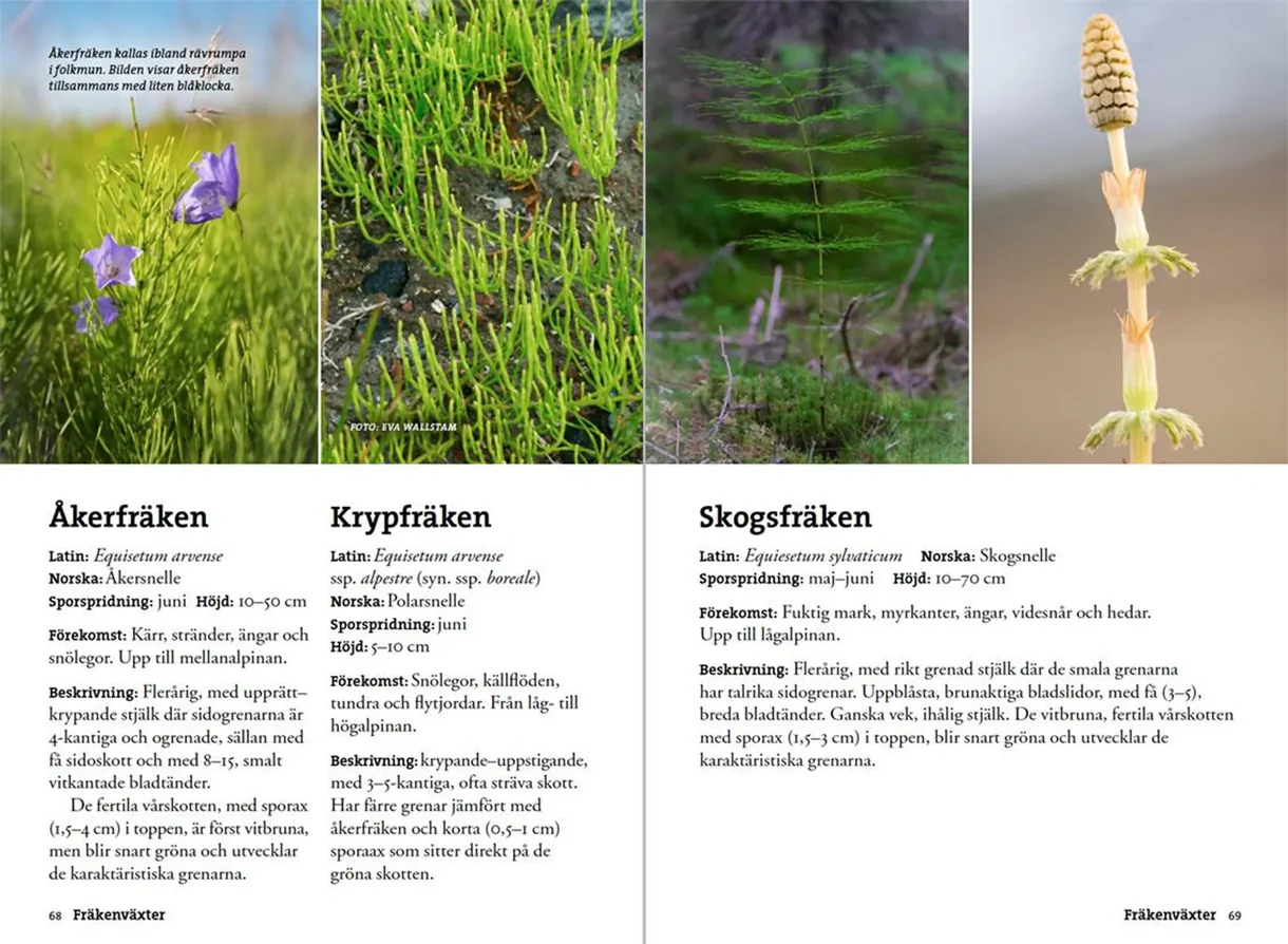Oppslag fra Flora för fjällvandrare med plantebilder og artsbeskrivelser
