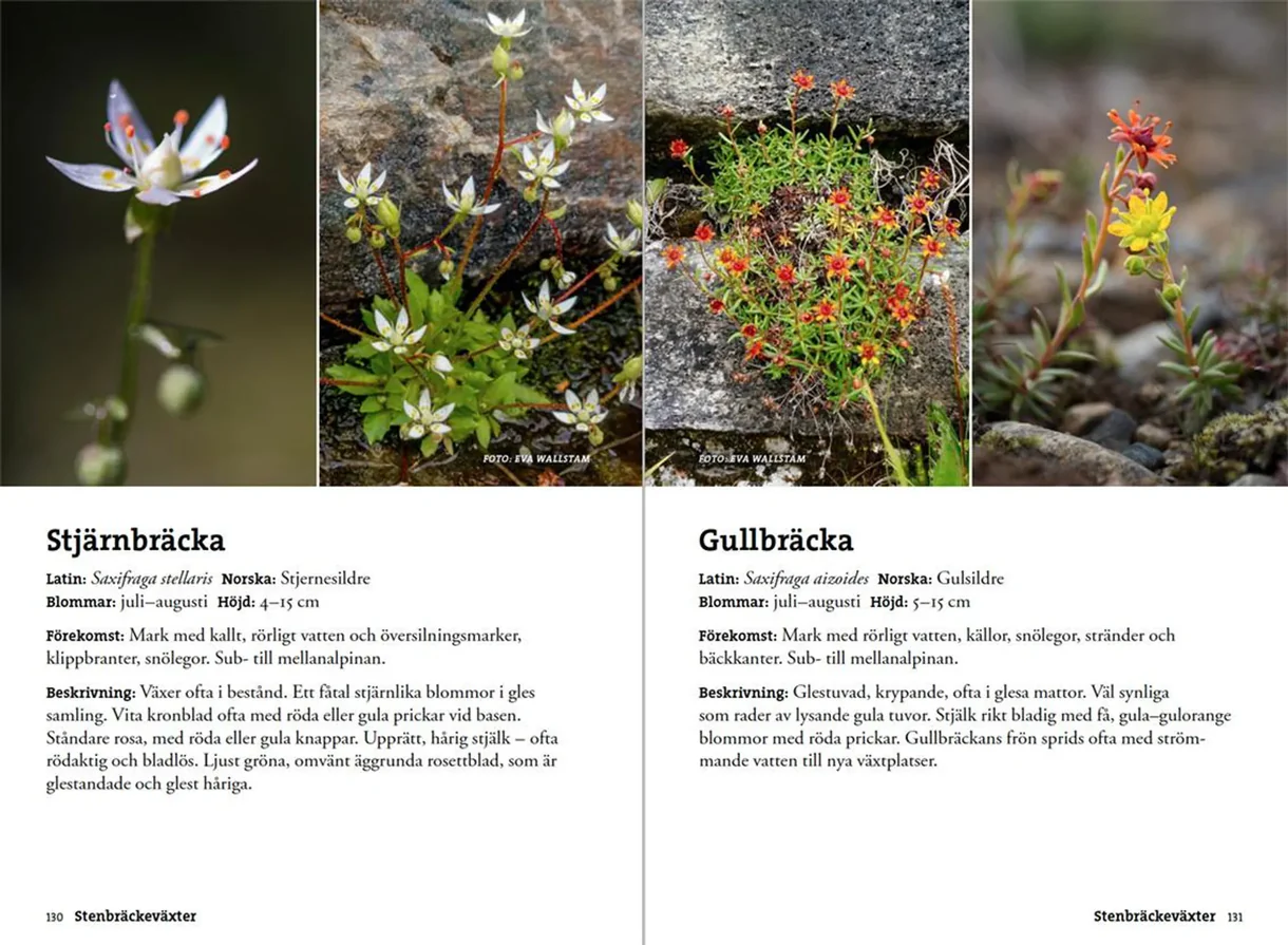 Oppslag fra Flora för fjällvandrare med plantebilder og artsbeskrivelser