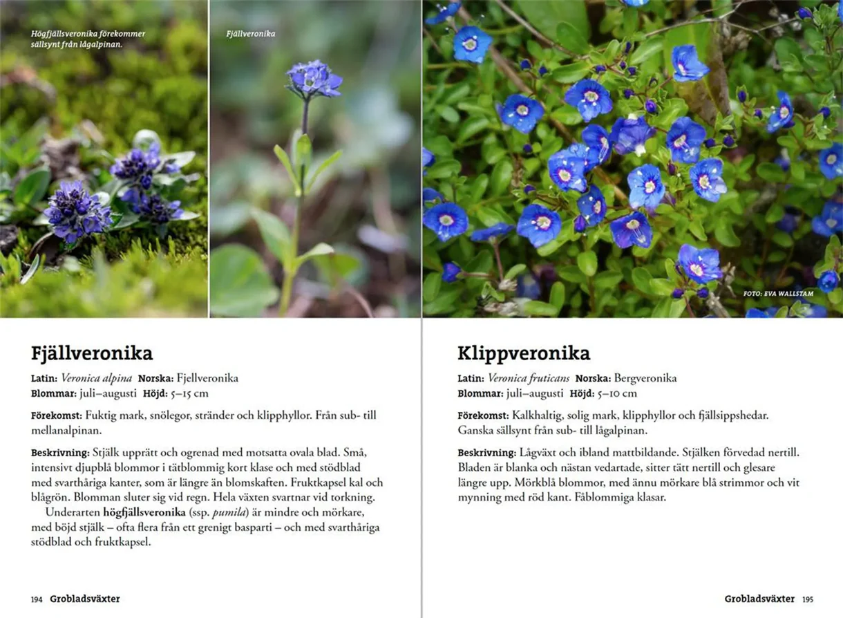 Oppslag fra Flora för fjällvandrare med plantebilder og artsbeskrivelser