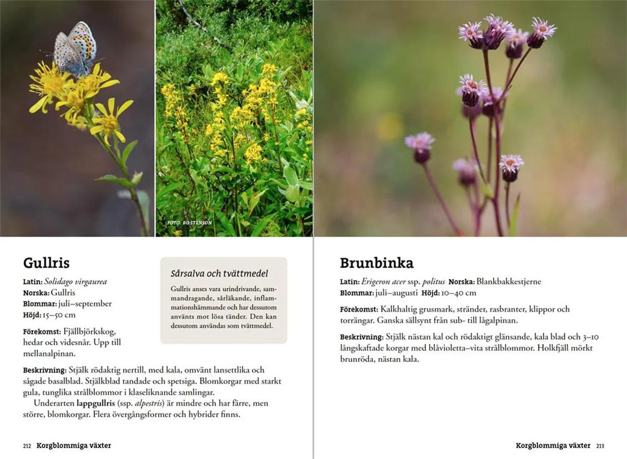 Oppslag fra Flora för fjällvandrare med plantebilder og artsbeskrivelser