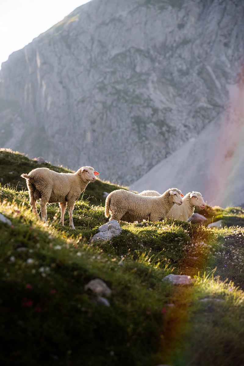 Sheep in the Alps – the wool is used in Grüezi Bag DownWool sleeping bags