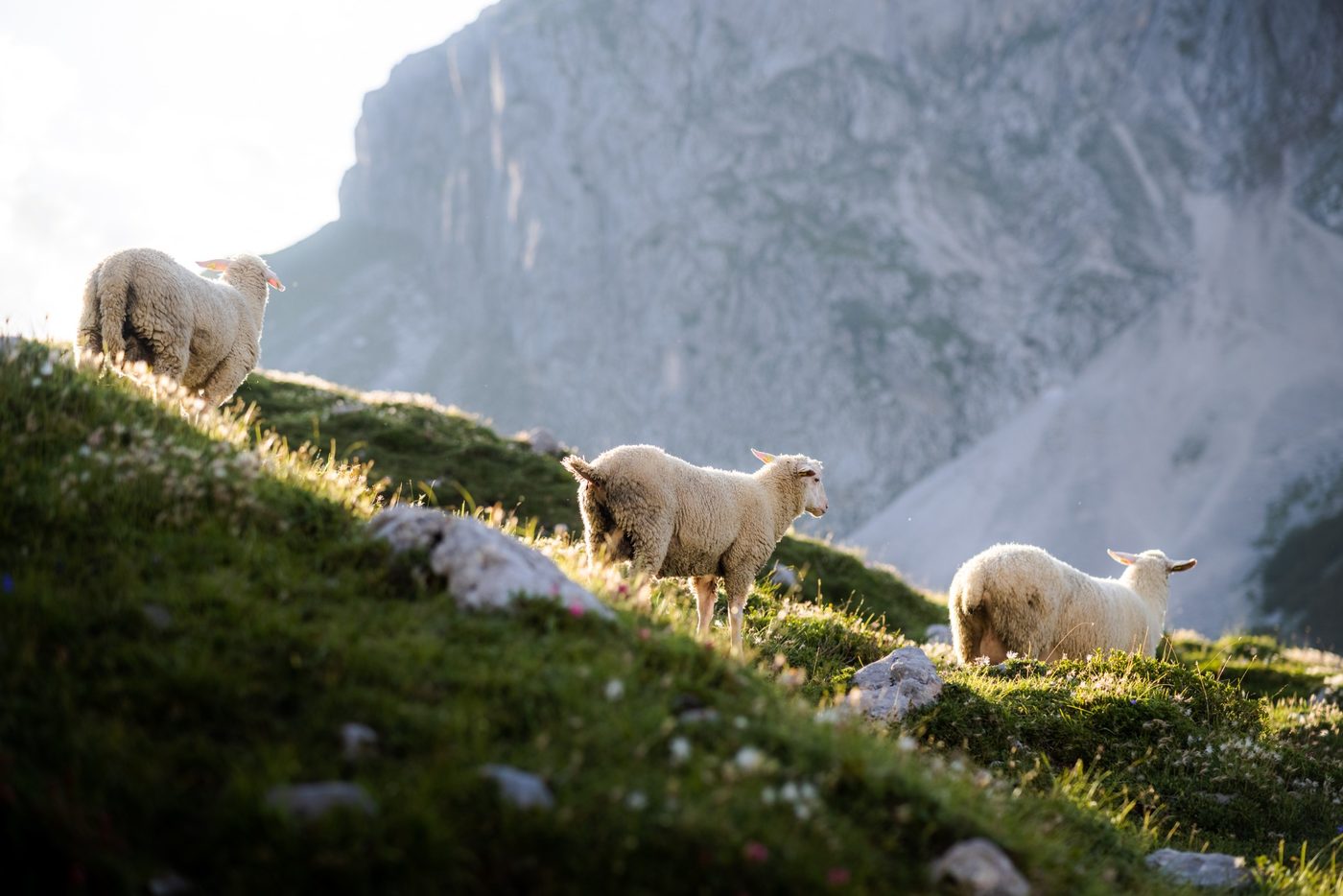 Three sheep grazing in the mountains in sunlight